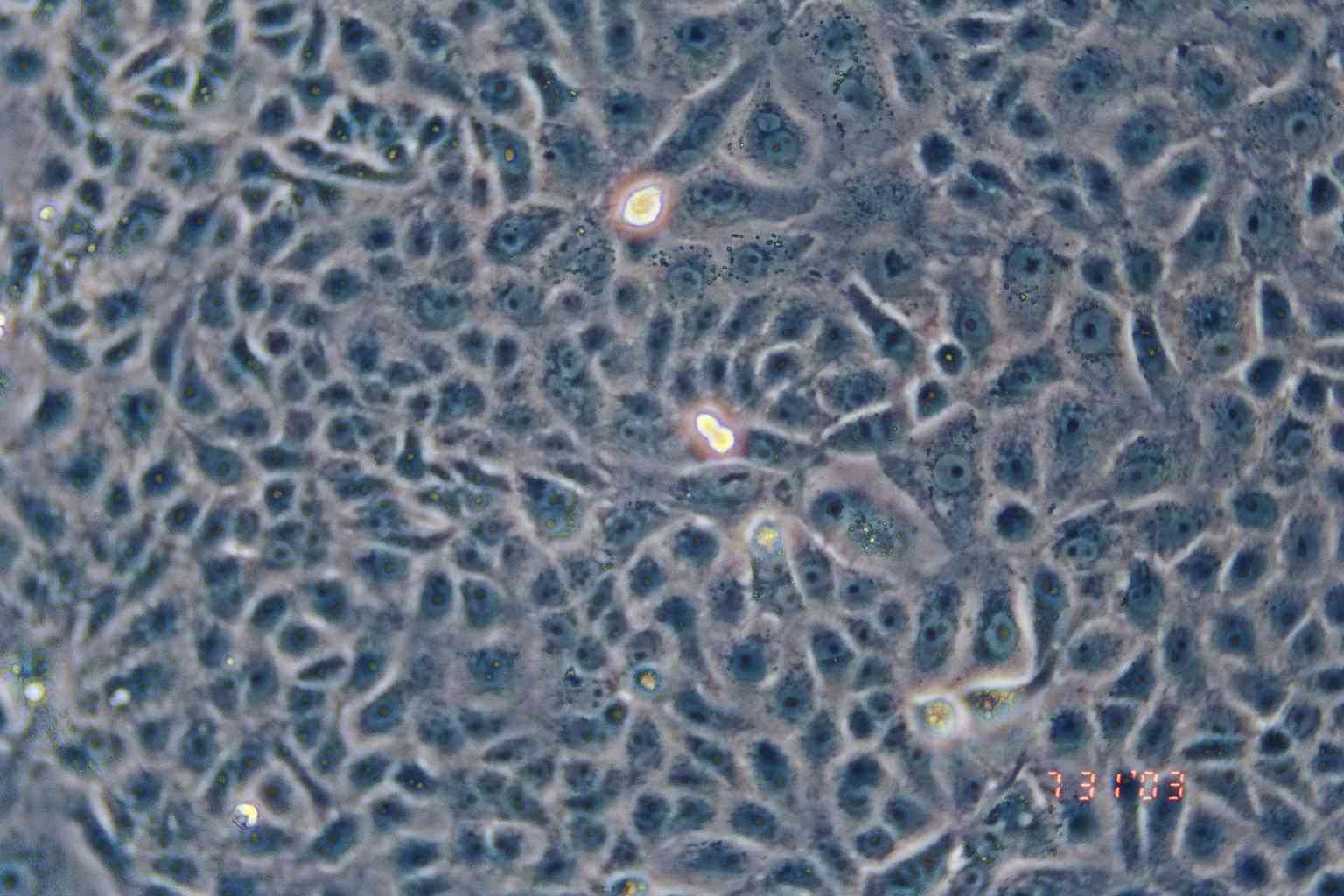 VERO C1008细胞图片